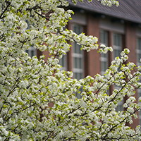 flowering tree